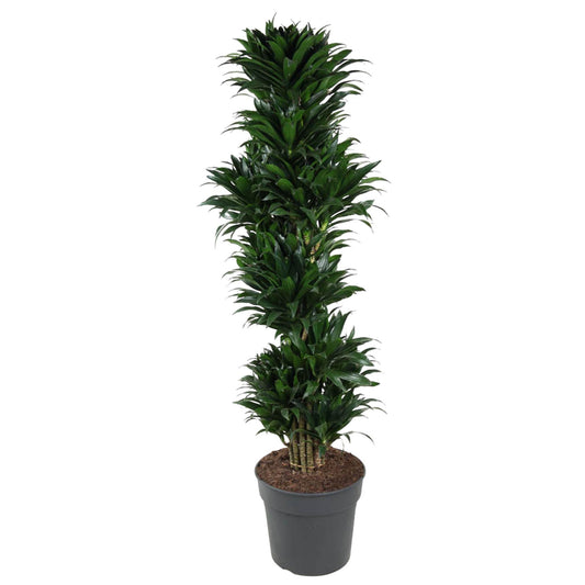 Dracaena Compacta vertakt | XL