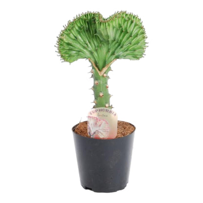 Euphorbia lactea Cristata groen