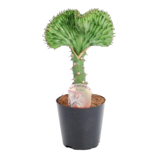 Euphorbia lactea Cristata groen