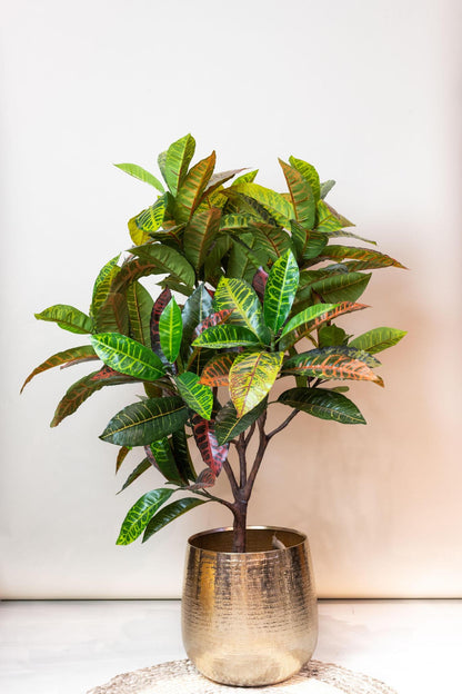 Croton Codiaeum - Wonderstruik | Kunstplant