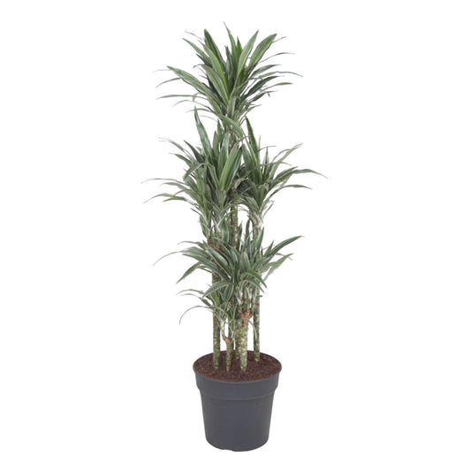 Dracaena Warneckei Carrousel
