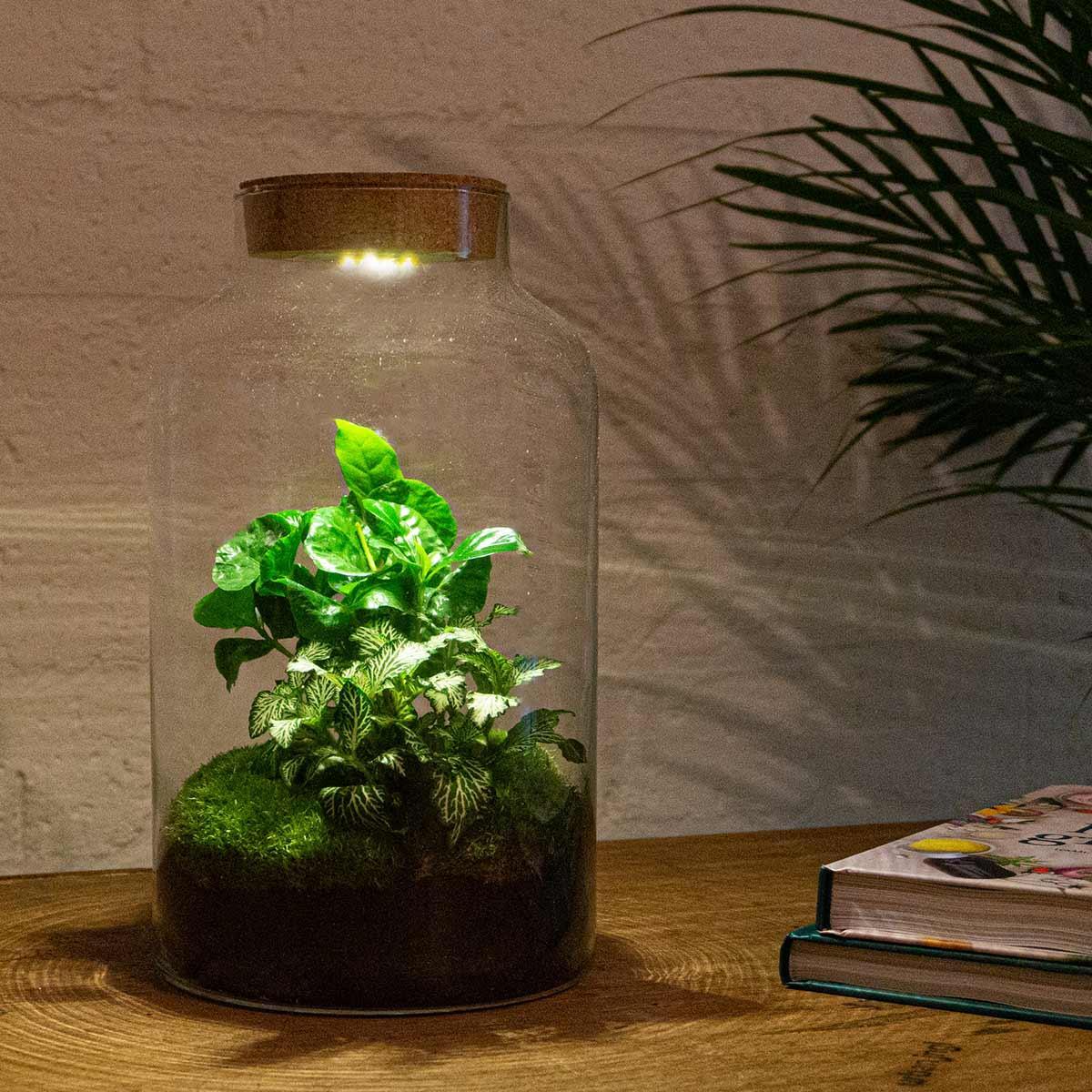 Milky Coffea met LED lamp | DIY terrarium