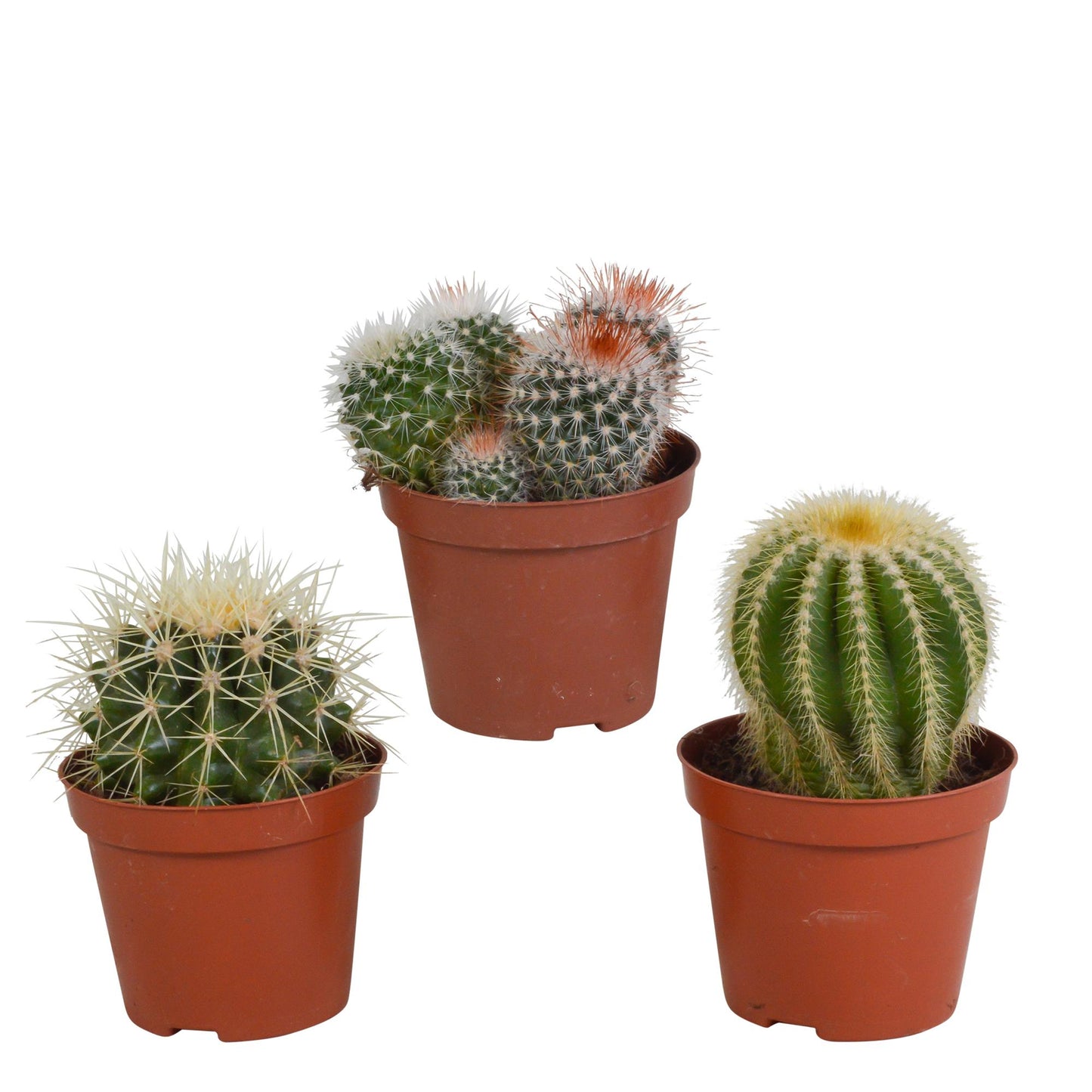 Bolcactus mix | 3 stuks