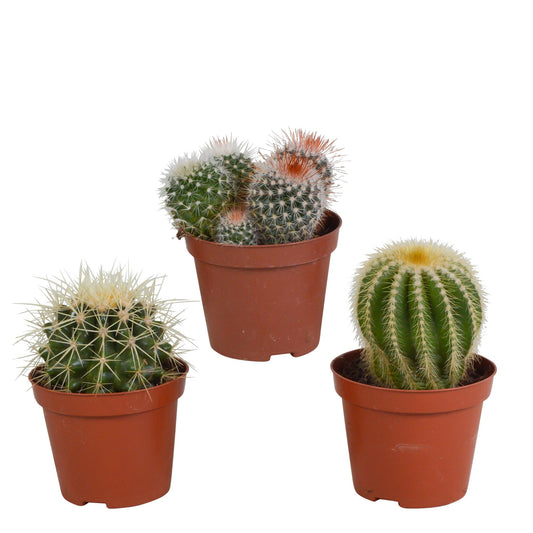 Bolcactus mix | 3 stuks