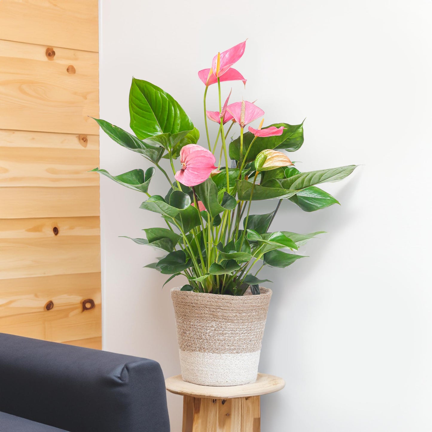 Anthurium Pink explosion met pot