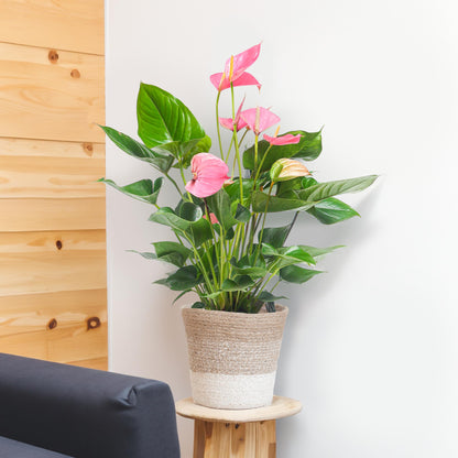 Anthurium Pink explosion met pot