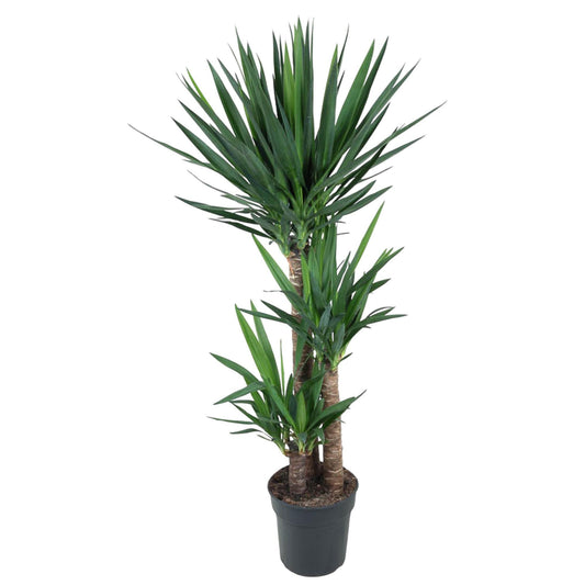 Yucca Elephantipe