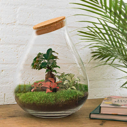Drop Bonsai | DIY terrarium