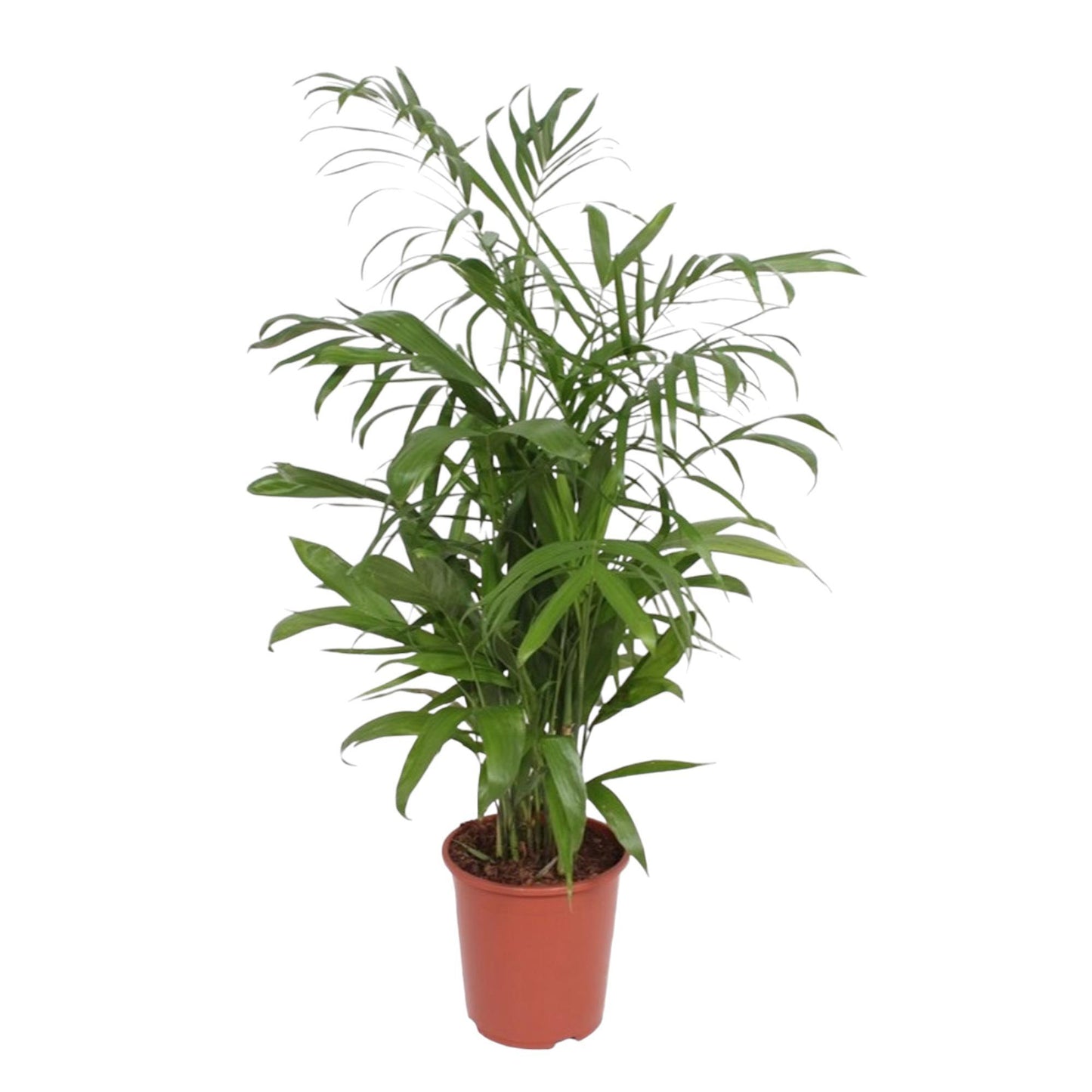Chamaedorea Seifrizii