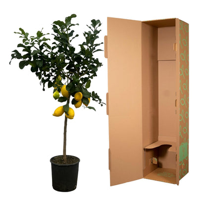 Citrus Limon