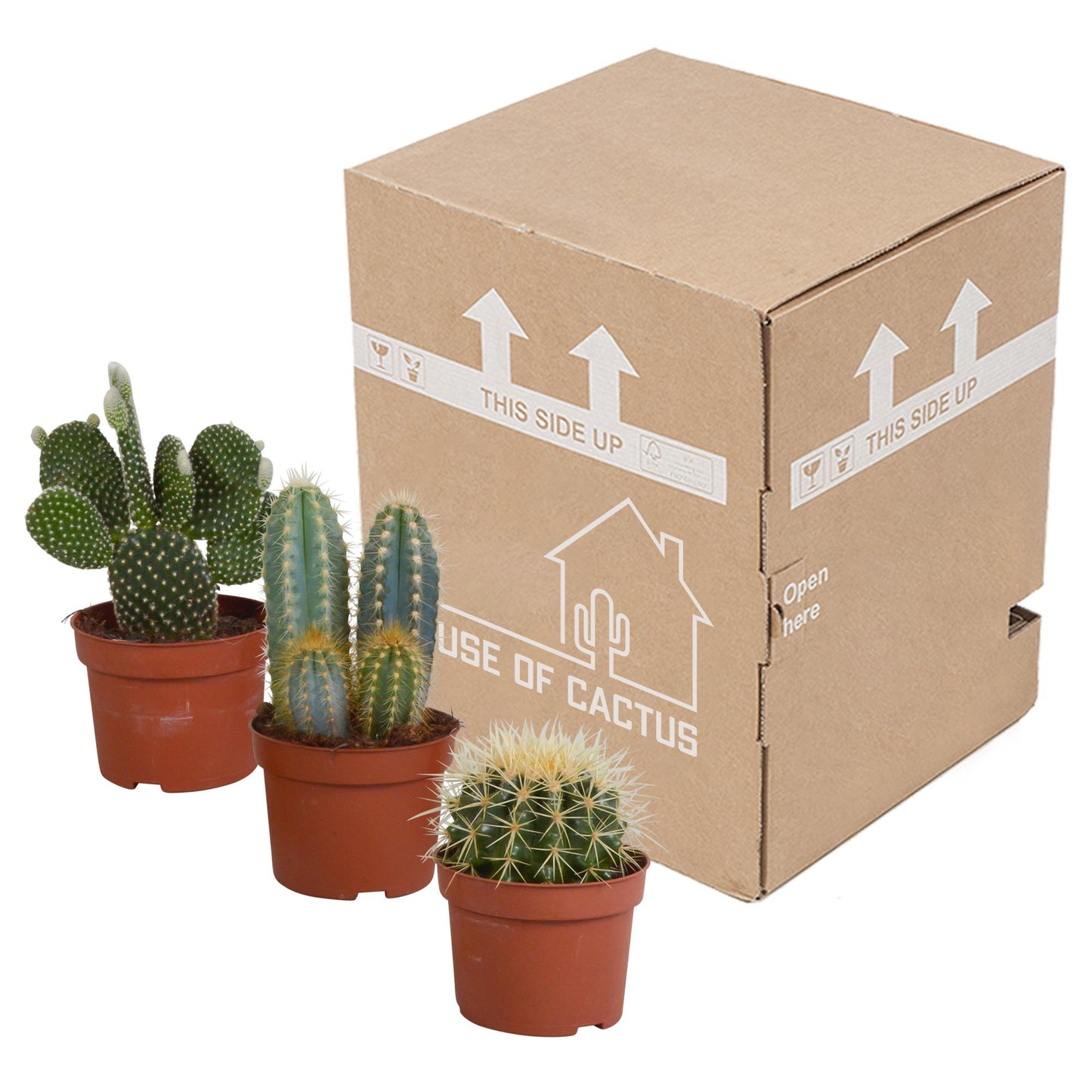 Cactus mix | 3 stuks