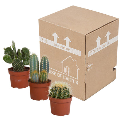 Cactus mix | 3 stuks