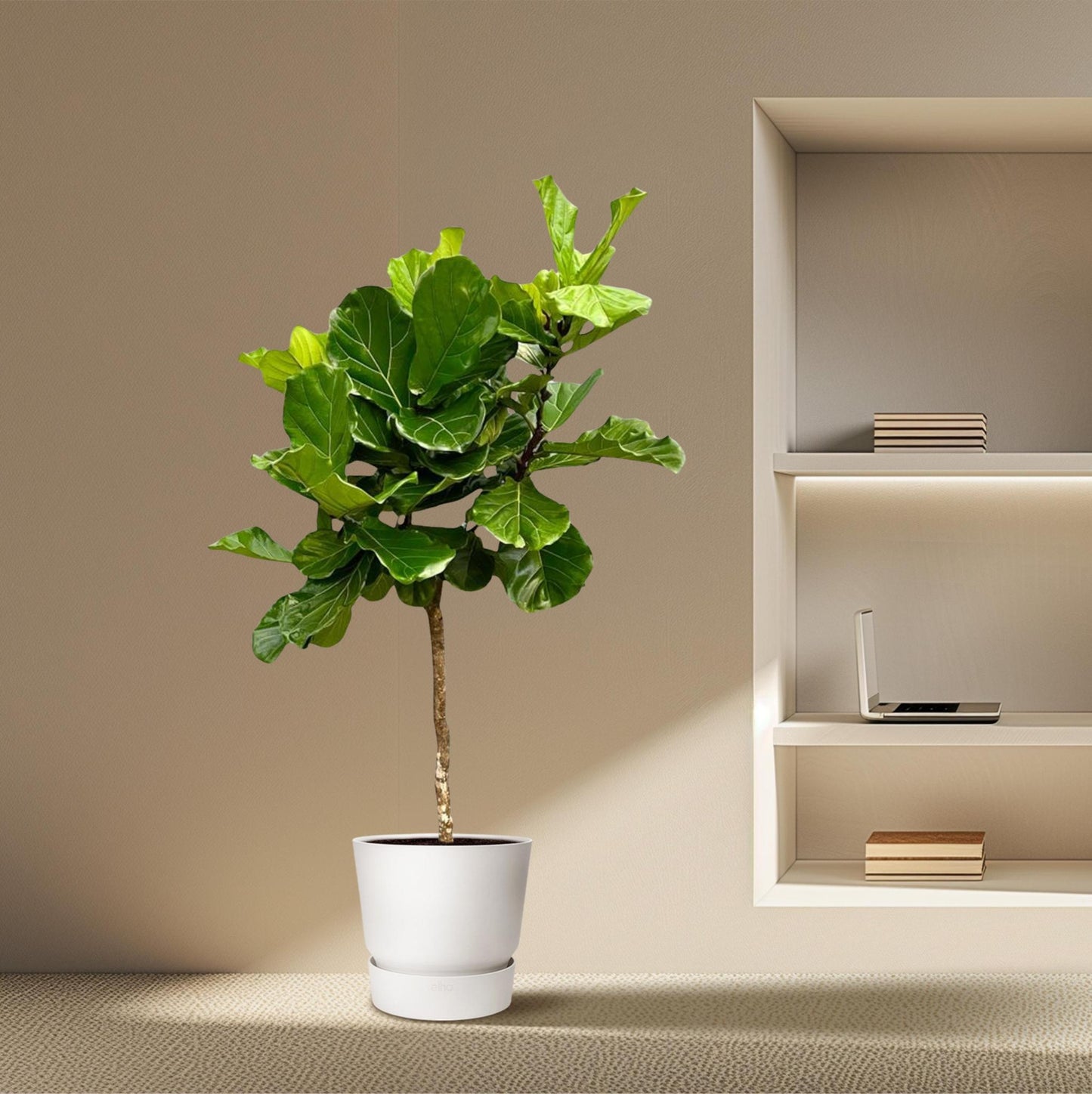 Ficus Lyrata boom | XXL