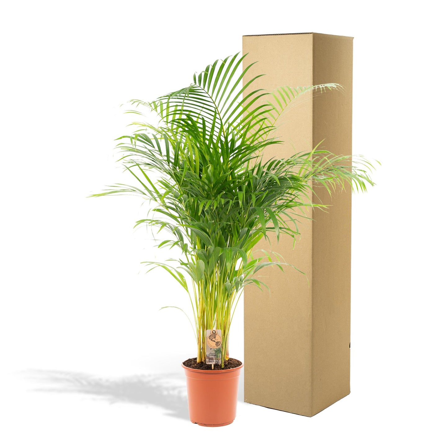 Areca palm (Dypsis)