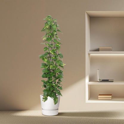 Epipremnum Aureum gaasrek