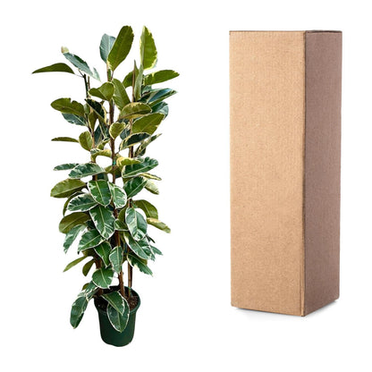 Ficus Elastica Tineke struik | Wit