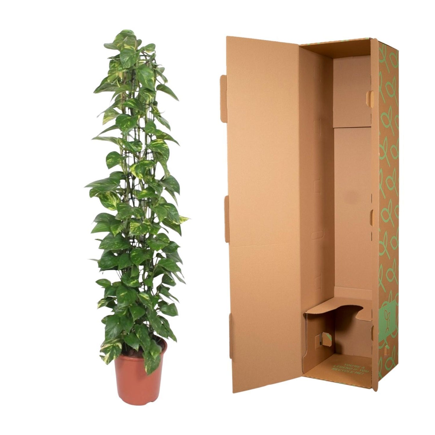 Epipremnum Aureum gaasrek