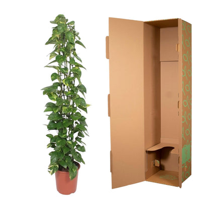 Epipremnum Aureum gaasrek