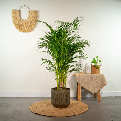 Areca palm (Dypsis)
