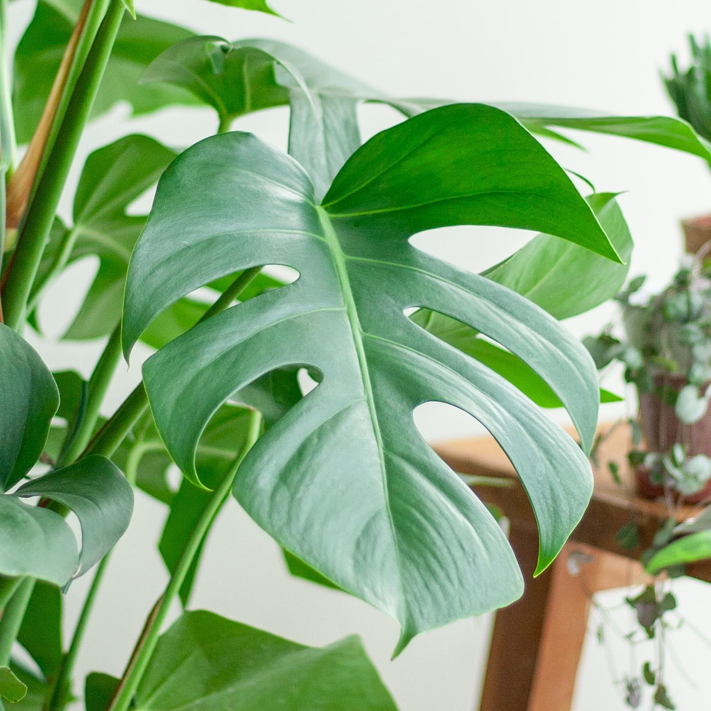 Monstera Deliciosa XL met Torun mand naturel