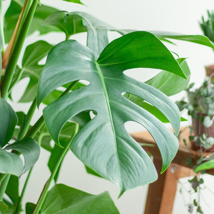 Monstera Deliciosa XL met Torun mand naturel