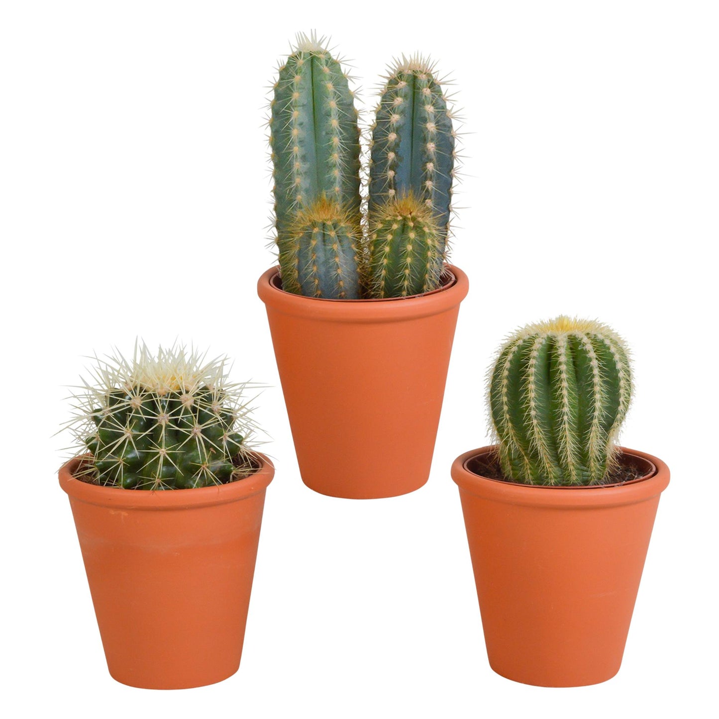 Cactus mix | 3 stuks