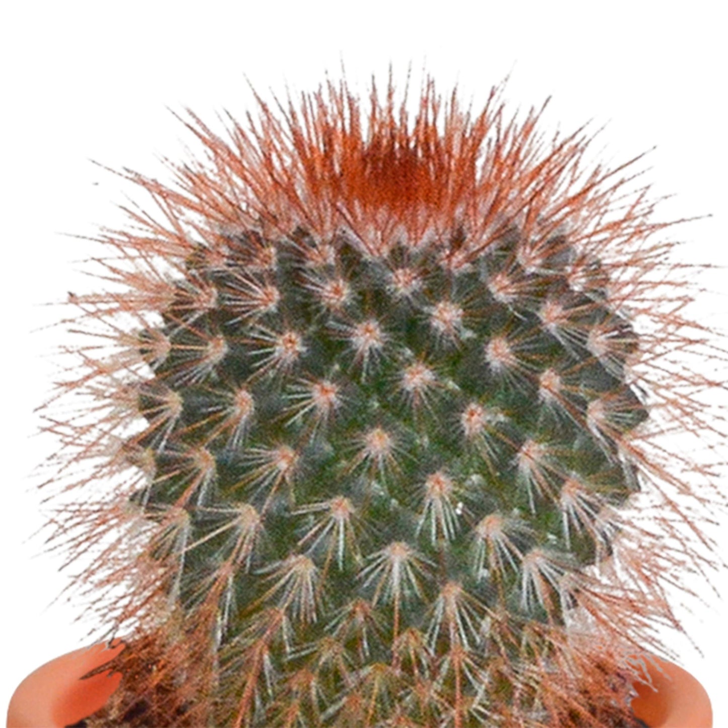 Cactus en vetplanten mix | 15 stuks