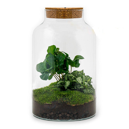 Milky Coffea met LED lamp | DIY terrarium