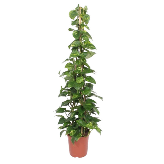 Epipremnum Aureum pyramide