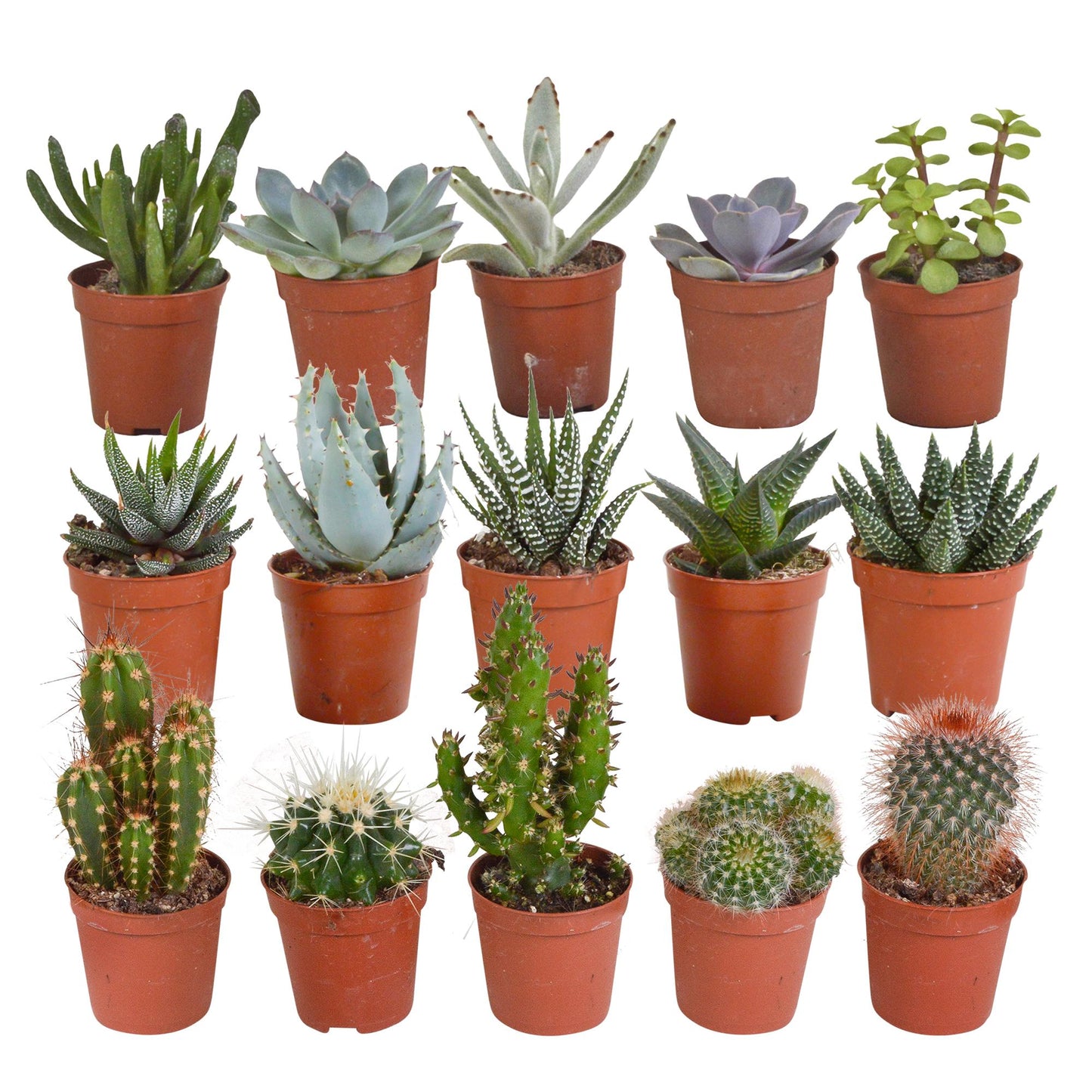 Cactus en vetplanten mix | 15 stuks