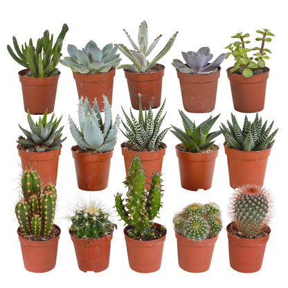 Cactus en vetplanten mix | 15 stuks
