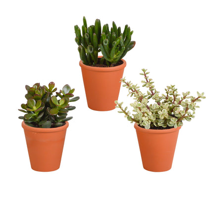 Crassula mix | 3 stuks