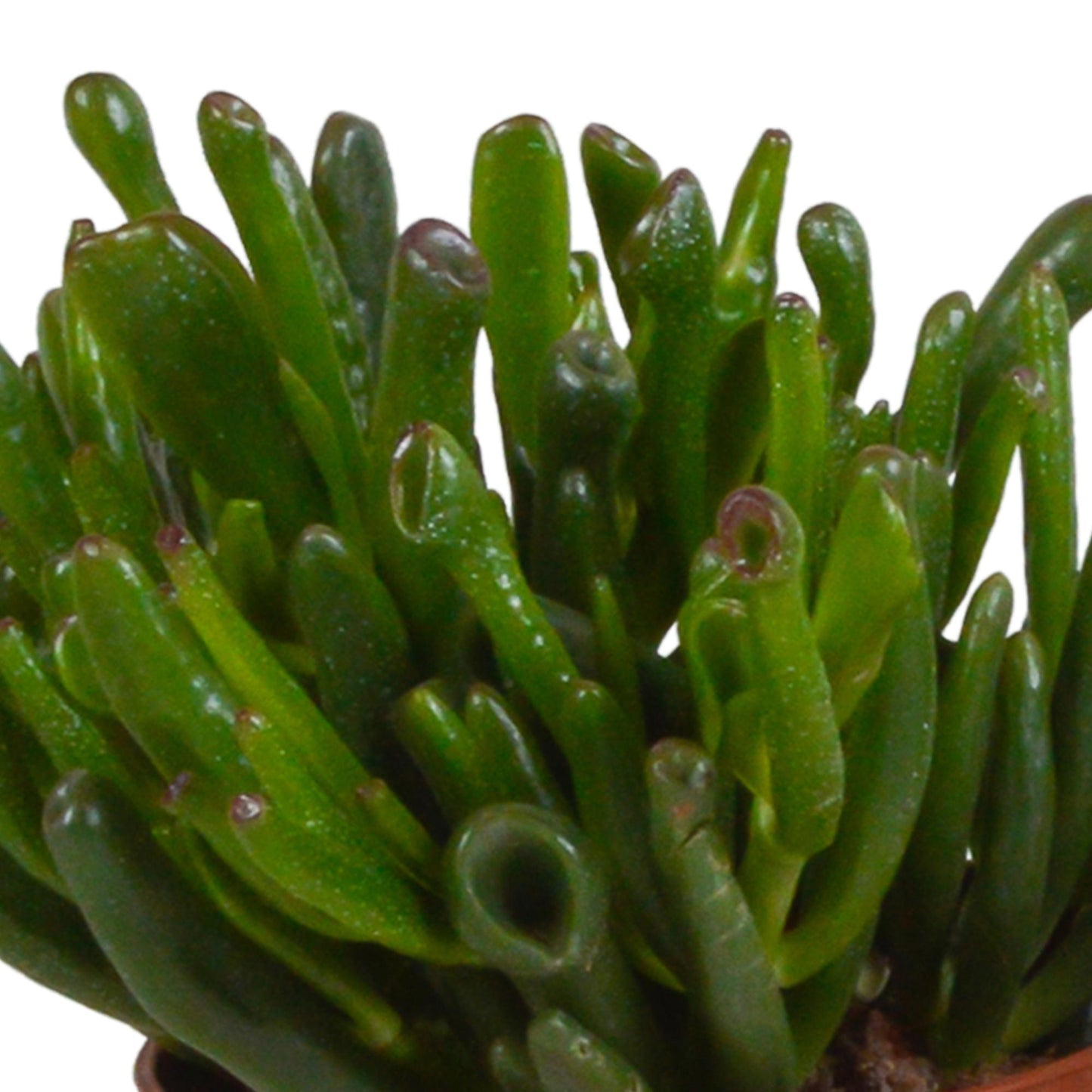 Crassula mix | 3 stuks