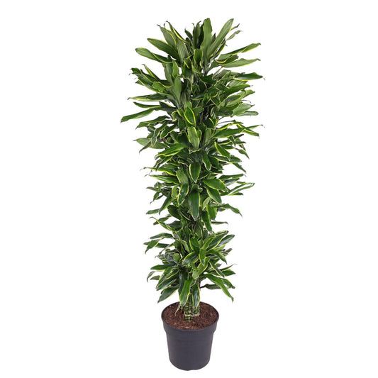 Dracaena Golden Coast vertakt