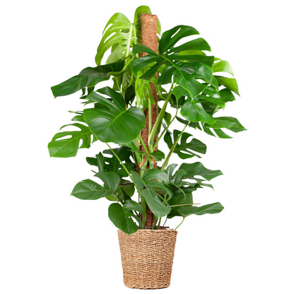 Monstera Deliciosa XL met Torun mand naturel