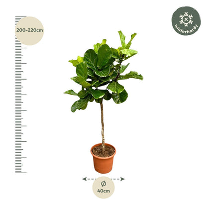 Ficus Lyrata boom | XXL