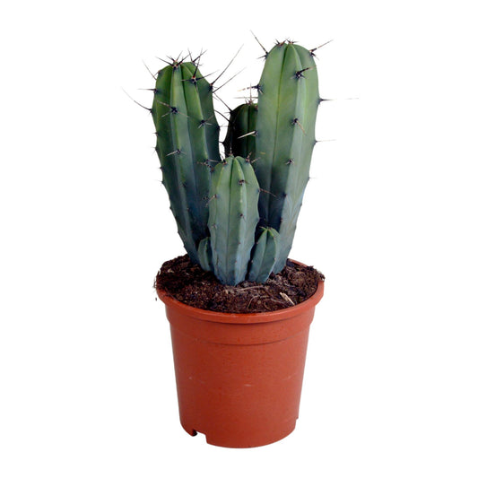 Myrtillocactus geometrizans