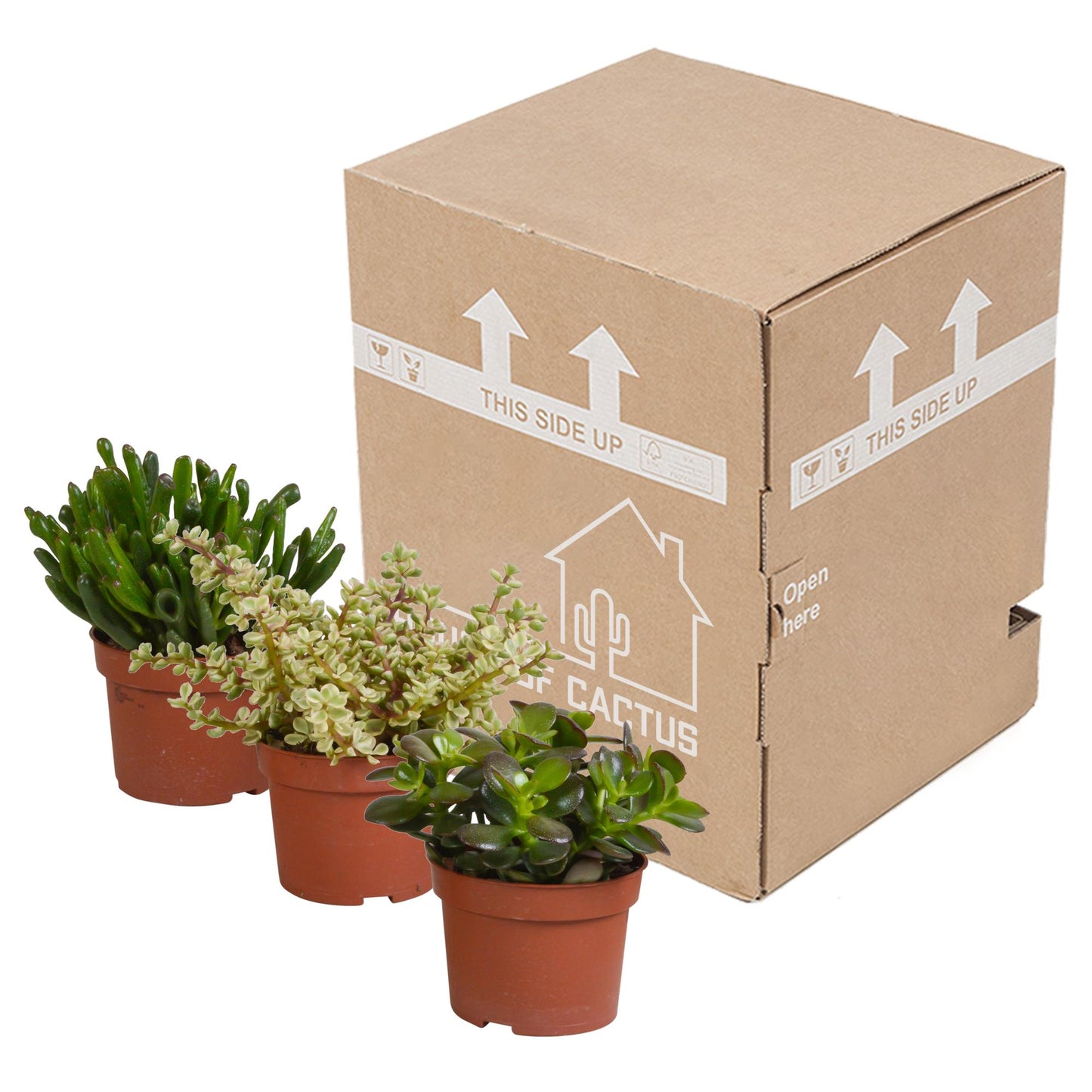Crassula mix | 3 stuks