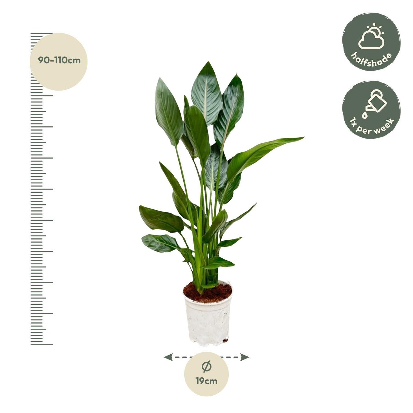 Strelitzia Reginae