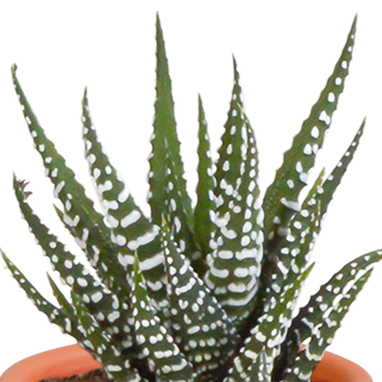 Cactus en vetplanten mix | 15 stuks