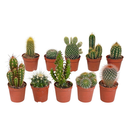 Cactus mix | 10 stuks