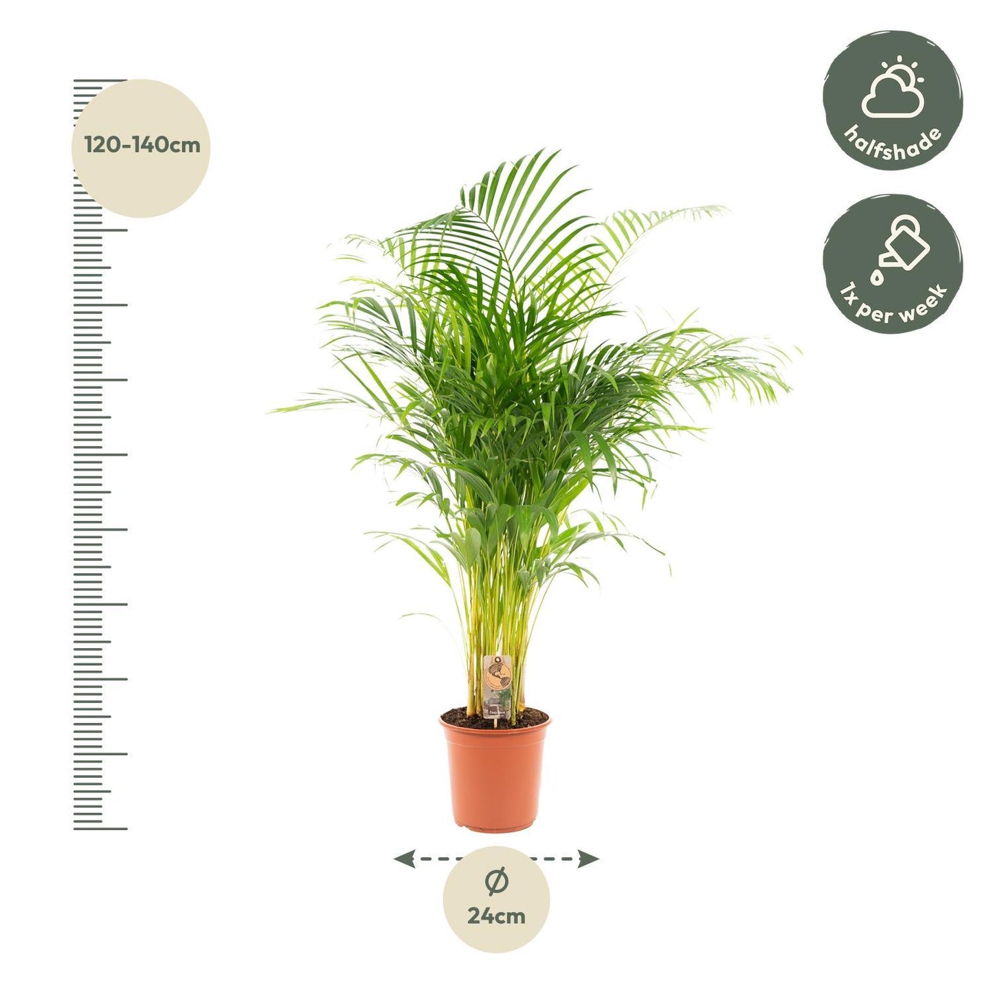 Areca palm (Dypsis)
