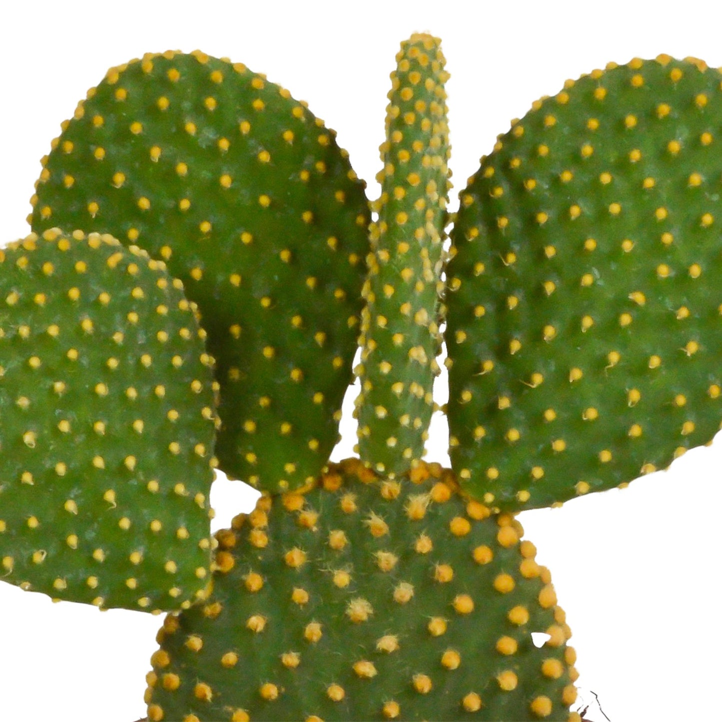 Cactus mix | 3 stuks
