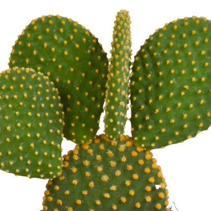 Cactus mix | 3 stuks