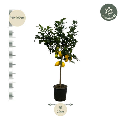 Citrus Limon