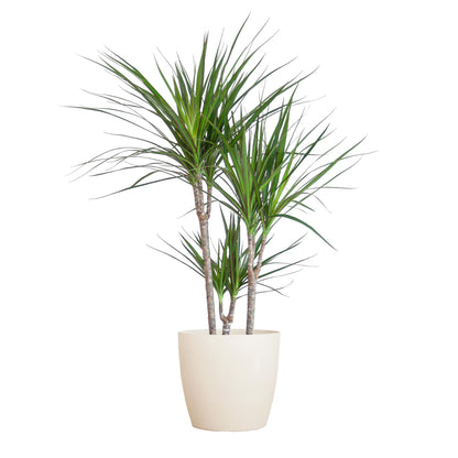 Dracaena Marginata met pot