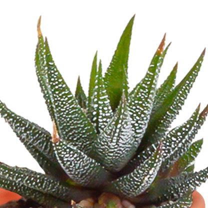 Cactus en vetplanten mix | 15 stuks
