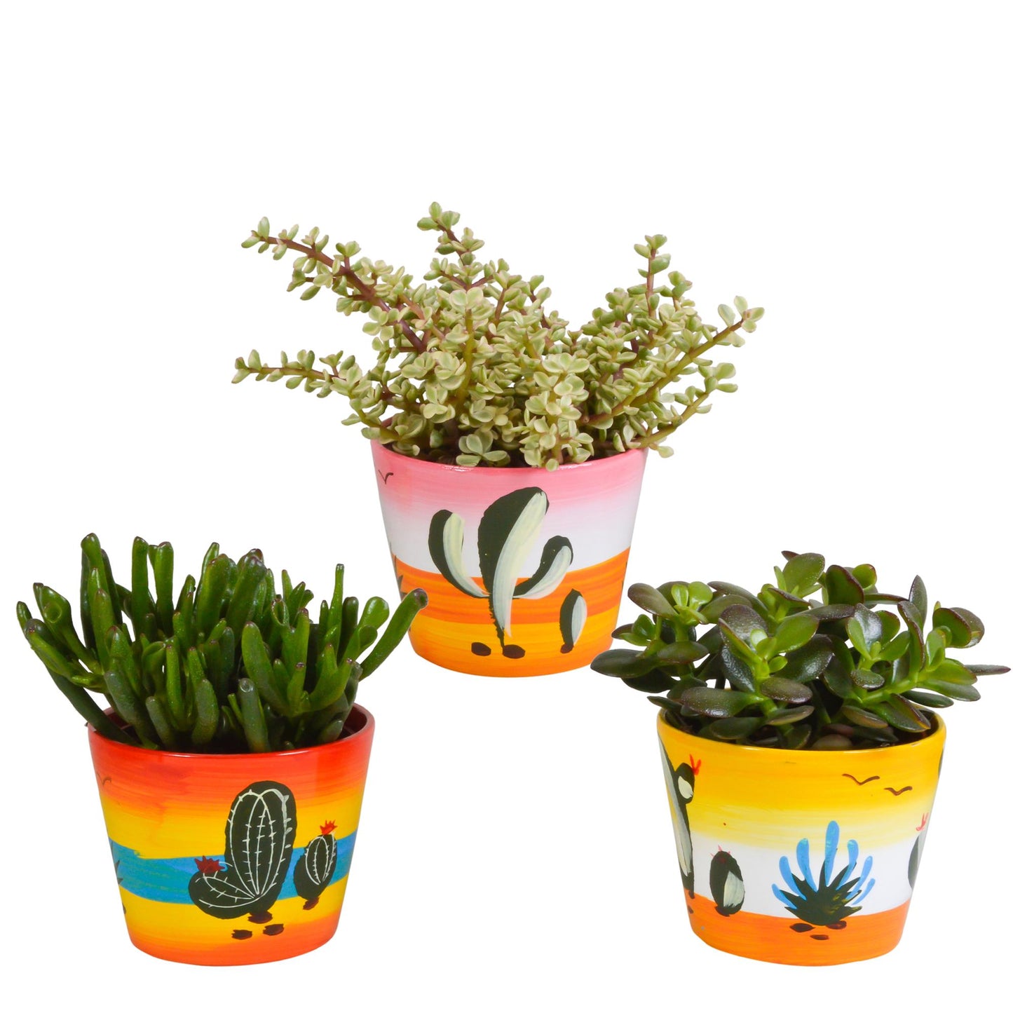 Crassula mix | 3 stuks