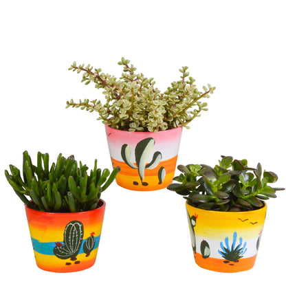 Crassula mix | 3 stuks