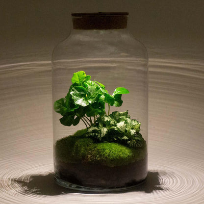 Milky Coffea met LED lamp | DIY terrarium